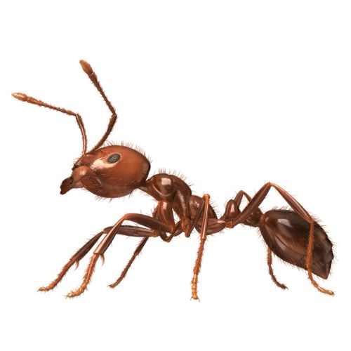 Red ant