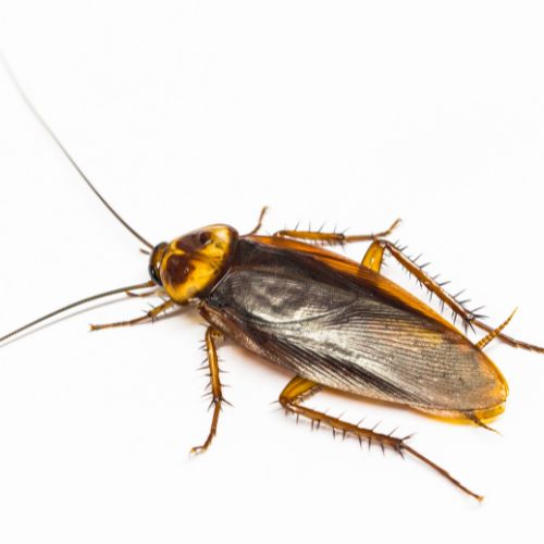Cockroach