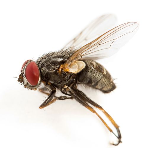 Black fly with red eyes