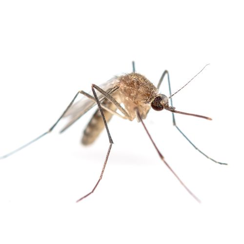 Brown mosquito