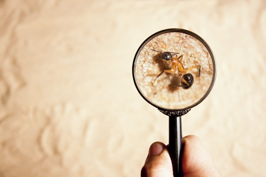 An ant under a black magnifying glass