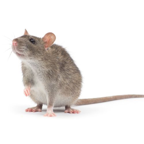 Small black rodent