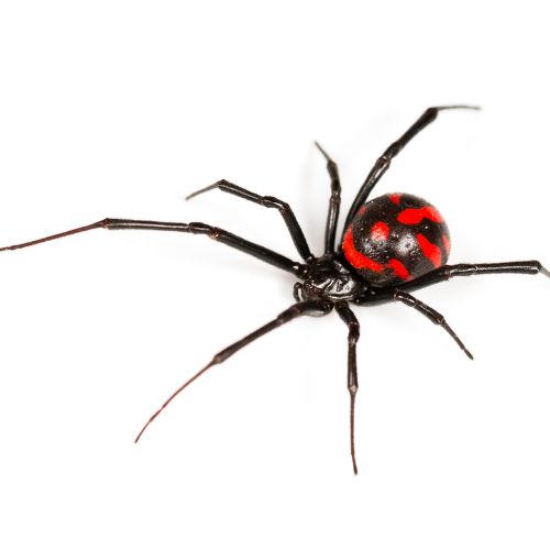 Black and red spider