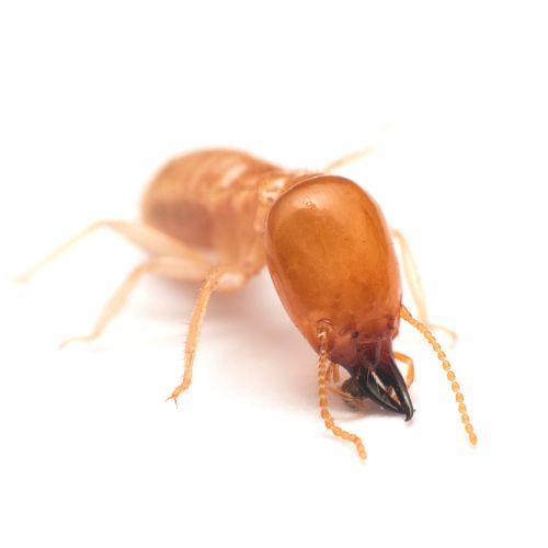 Termite