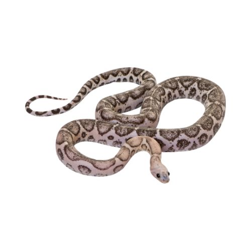 Brown wildlife snake