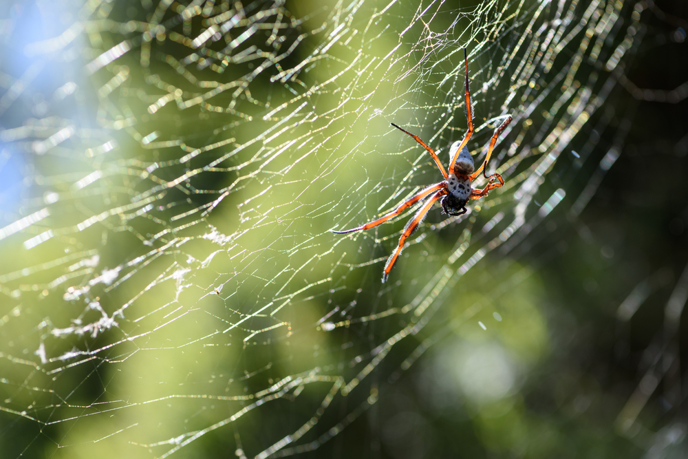 Advanced Strategies for Pest-Resistant Gardens