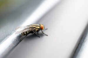 Assessing the Danger of Flies in Homes