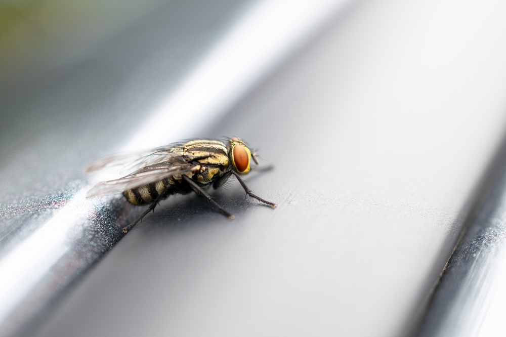 Assessing the Danger of Flies in Homes