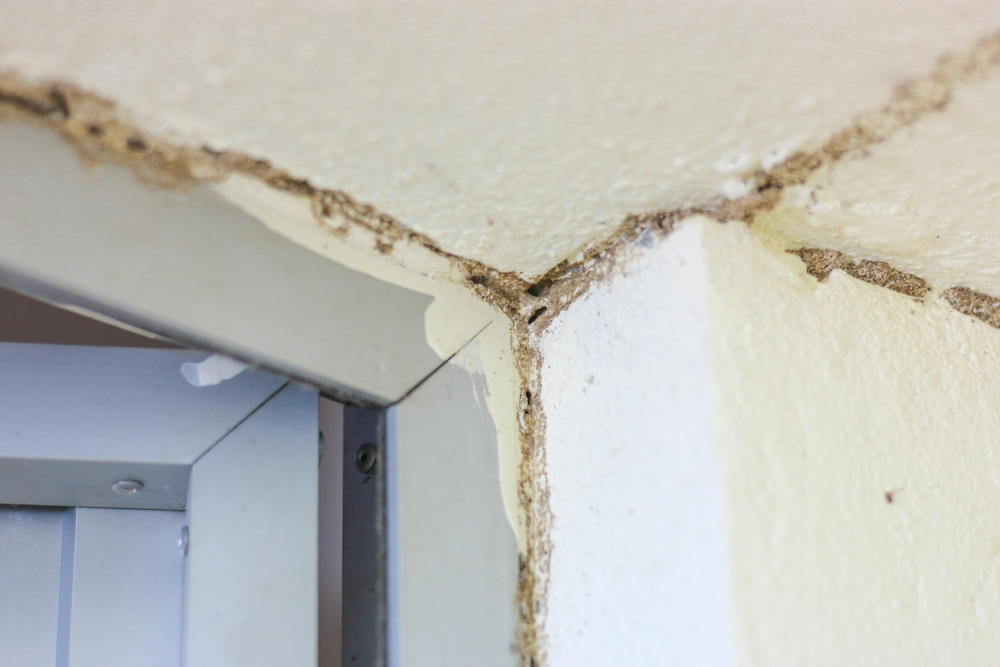 Avoiding Catastrophe: How Termite Inspections Protect Your Home