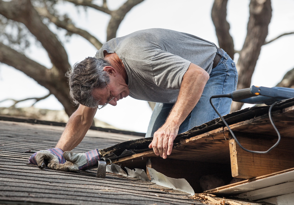 Benefits of Hiring Professionals for Pest Inspections