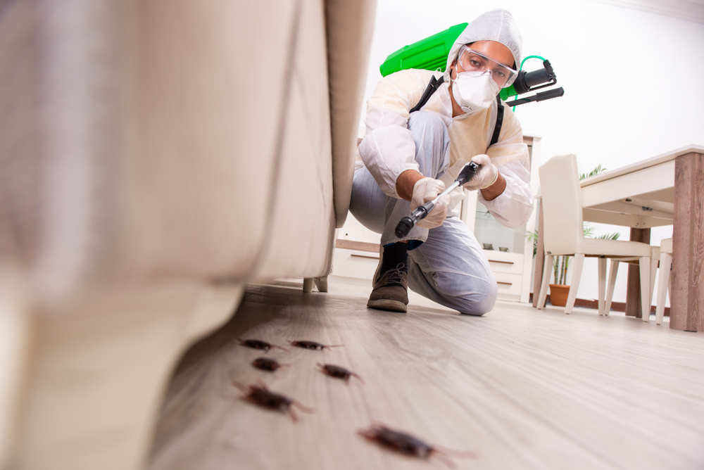 Benefits of Regular Pest Inspections