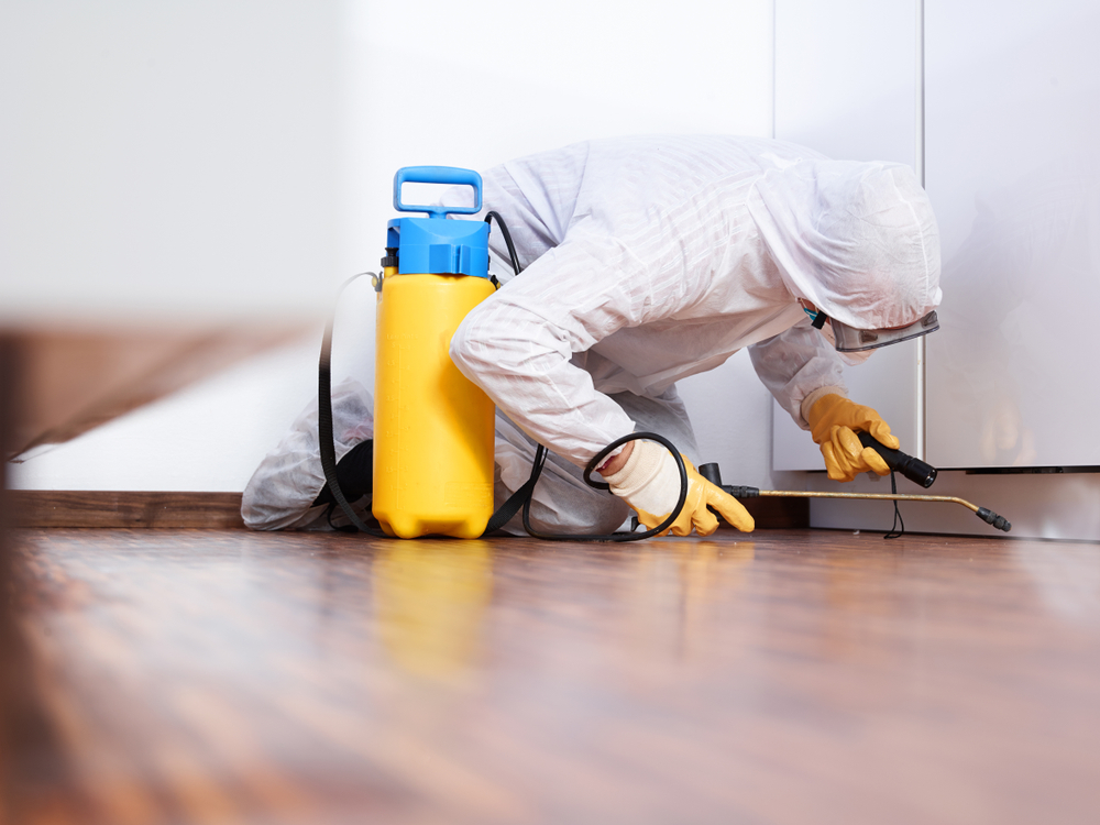Benefits of Routine Pest Inspections