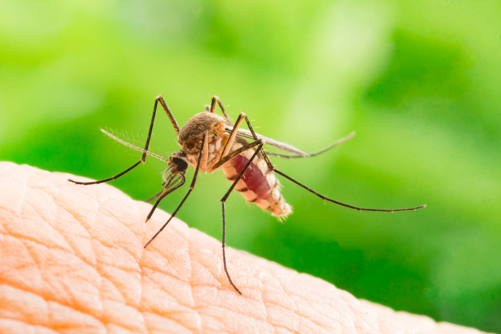 Biting Back: Uncovering Mosquitoes in Pest Inspections