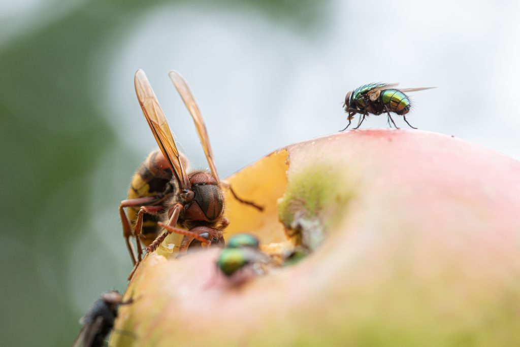 Breaking the Cycle: Pest Inspections Targeting Fly Breeding Grounds
