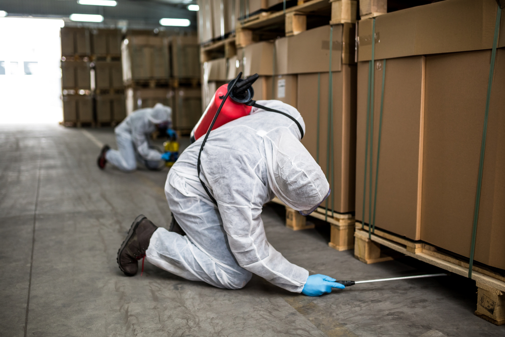 Catching Them Early The Benefits of Routine Pest Inspections