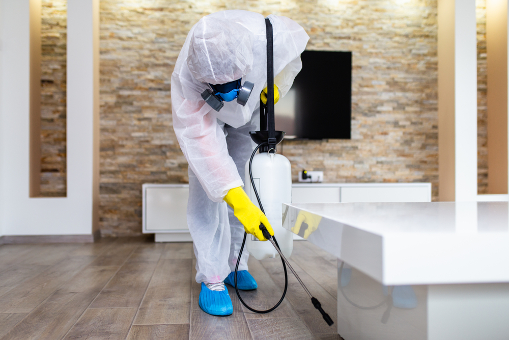 Choosing Professional Ant Control Services