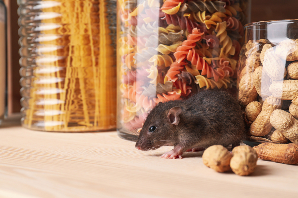 Common Kitchen Pests