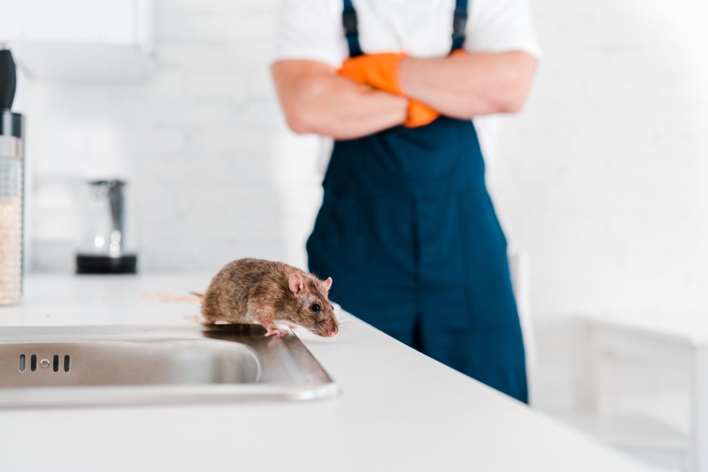 Common Pest Control Challenges for Businesses