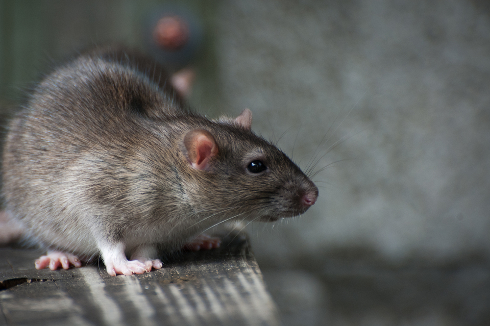 Common Pests Found in Attics and Crawl Spaces