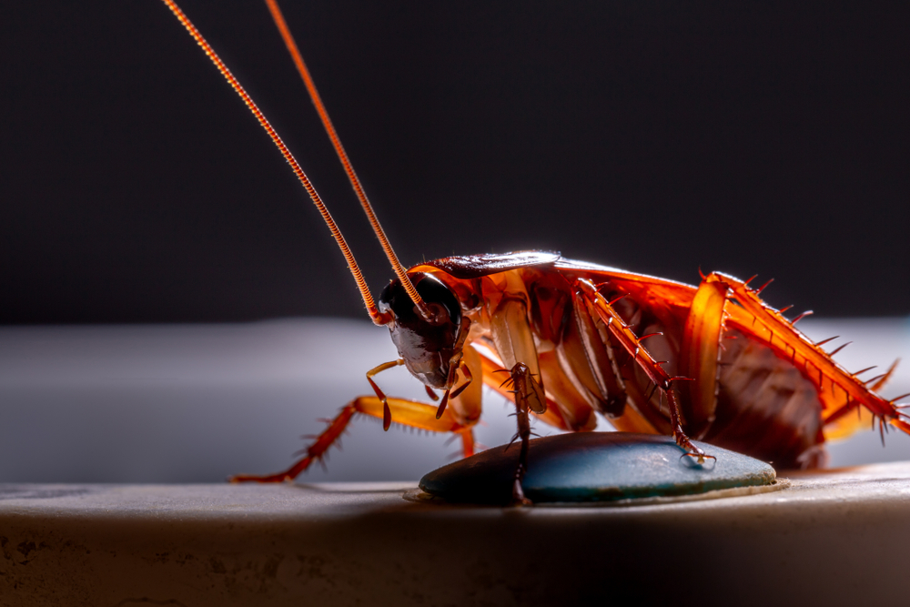 Common Pests Found in Basements