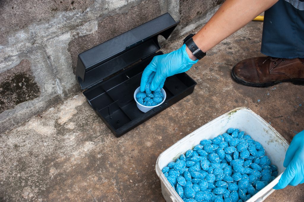 DIY Pest Prevention and Maintenance