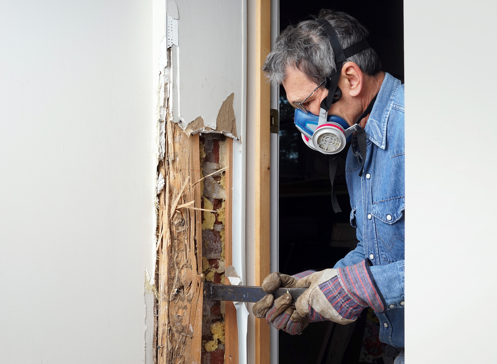 DIY vs Professional Pest Control