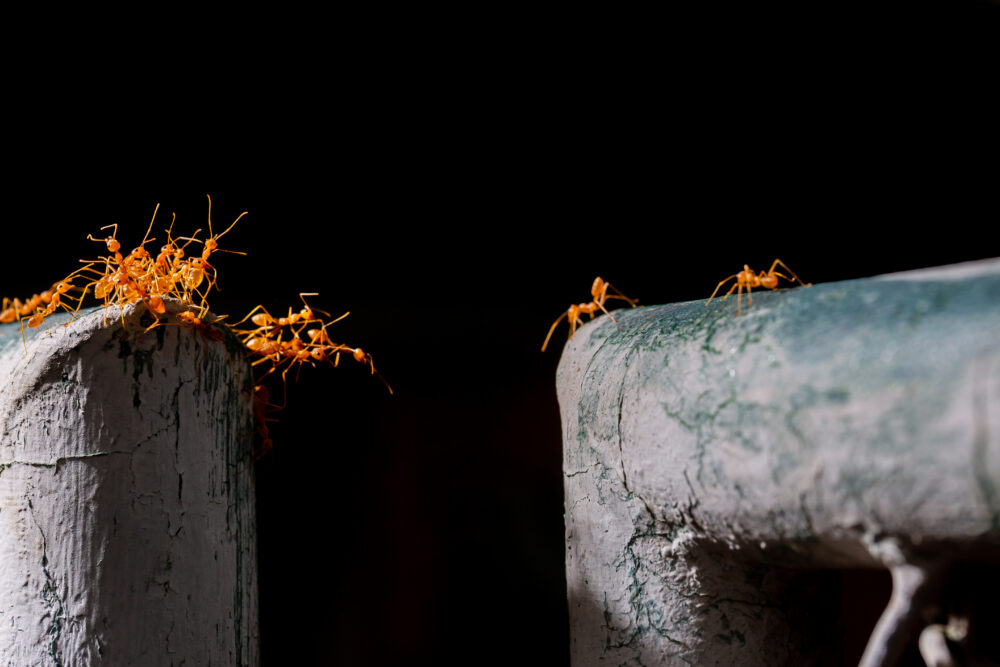 Detecting Ant Trails Through Professional Inspections