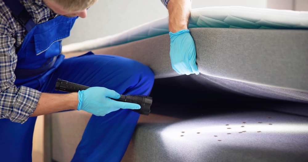 Eliminating Bed Bugs