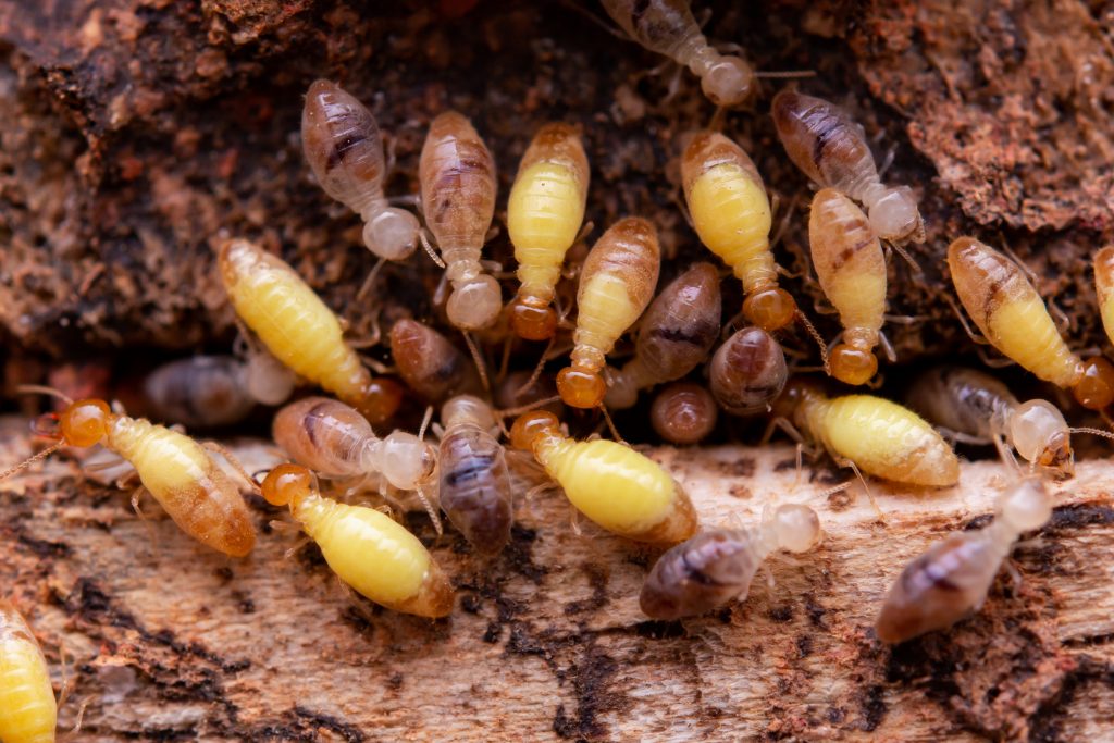 From Invaders to Losses: The Economic Toll of Pest Infestations on Businesses