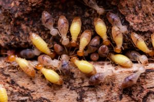 From Invaders to Losses: The Economic Toll of Pest Infestations on Businesses