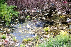 From Standing Water to Swarms: Mosquito Inspections for Home Safety