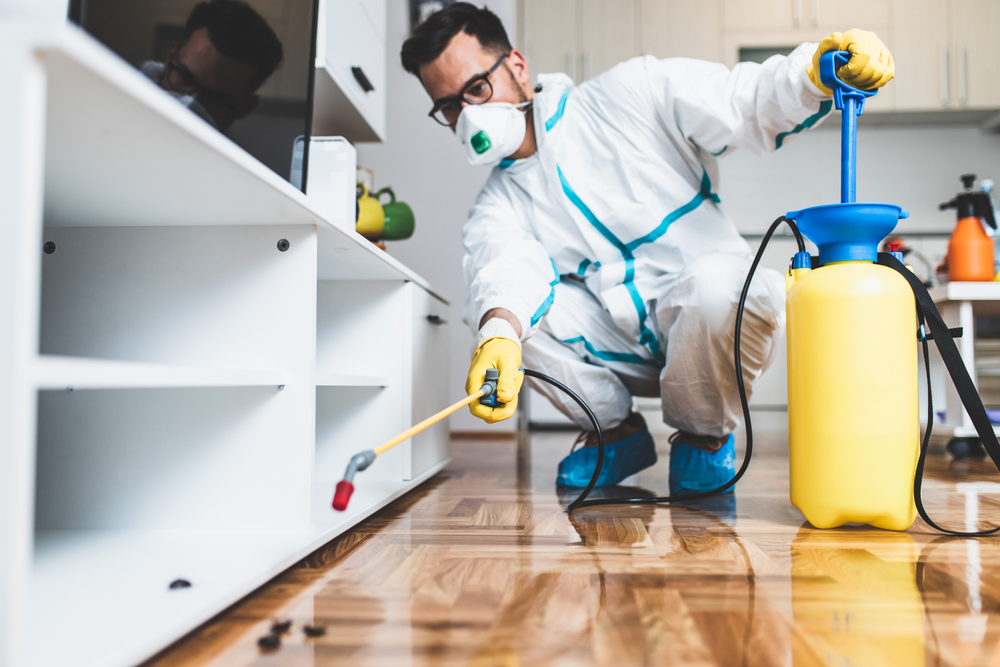 Hiring Professional Pest Control Experts