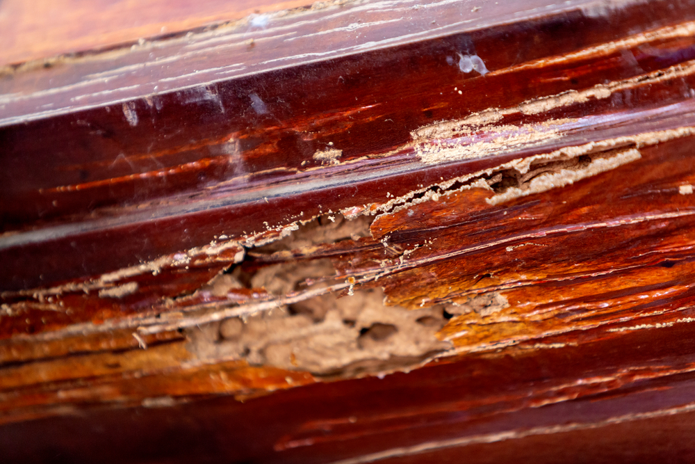 How Termite Inspections Protect Your Home