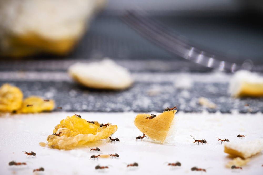 How to Deal with Ants in Your Kitchen