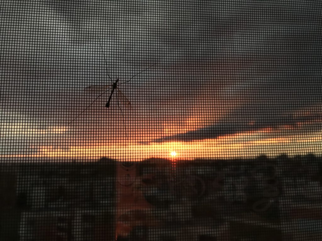 How to Prevent and Control Mosquito Infestations