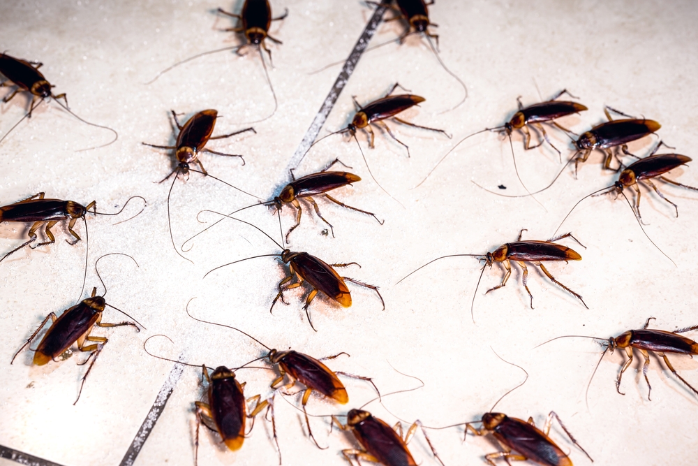 Identification of Common Household Pests