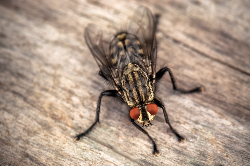 Identifying Indoor Fly Infestations