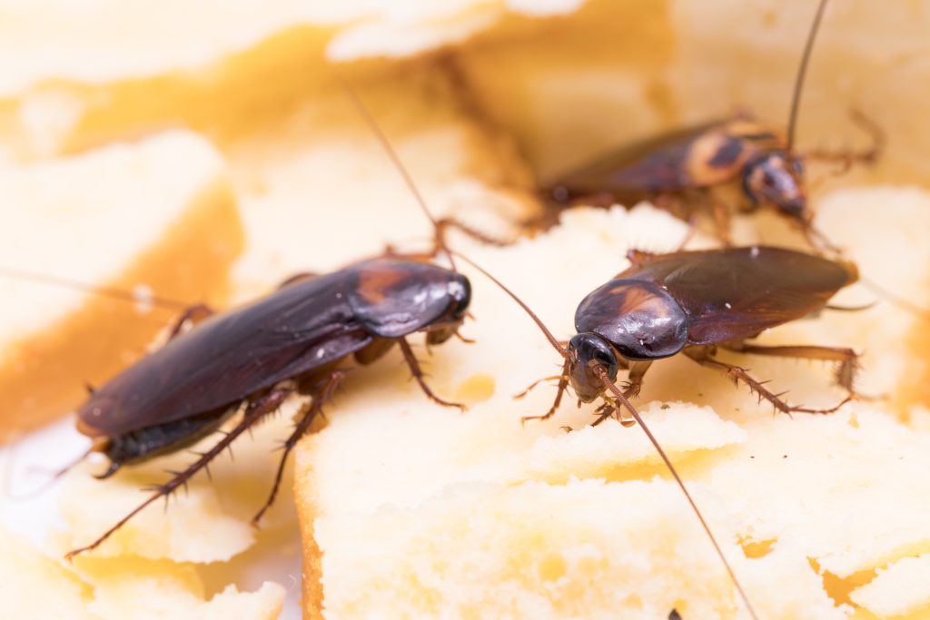 Impact of Pest Infestations on Public Health