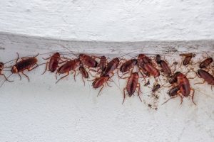 Impact of Pest Infestations on Public Health: Insights from Inspections