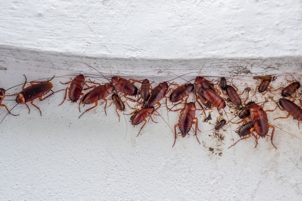 Impact of Pest Infestations on Public Health: Insights from Inspections