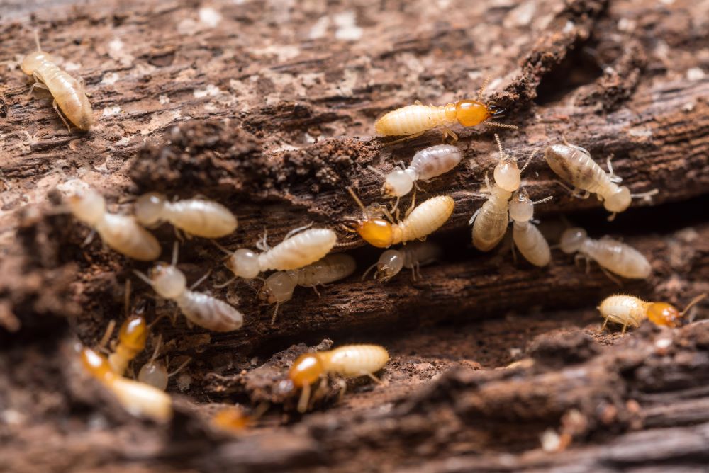Importance of Early Detection of Pests