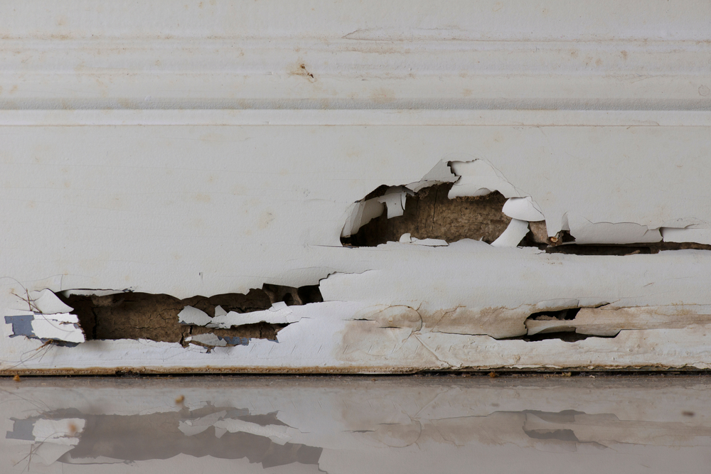 Importance of Implementing a Pest Control Program