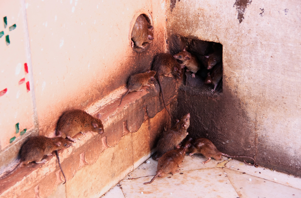 Importance of Pest Inspections for a Healthy Basement
