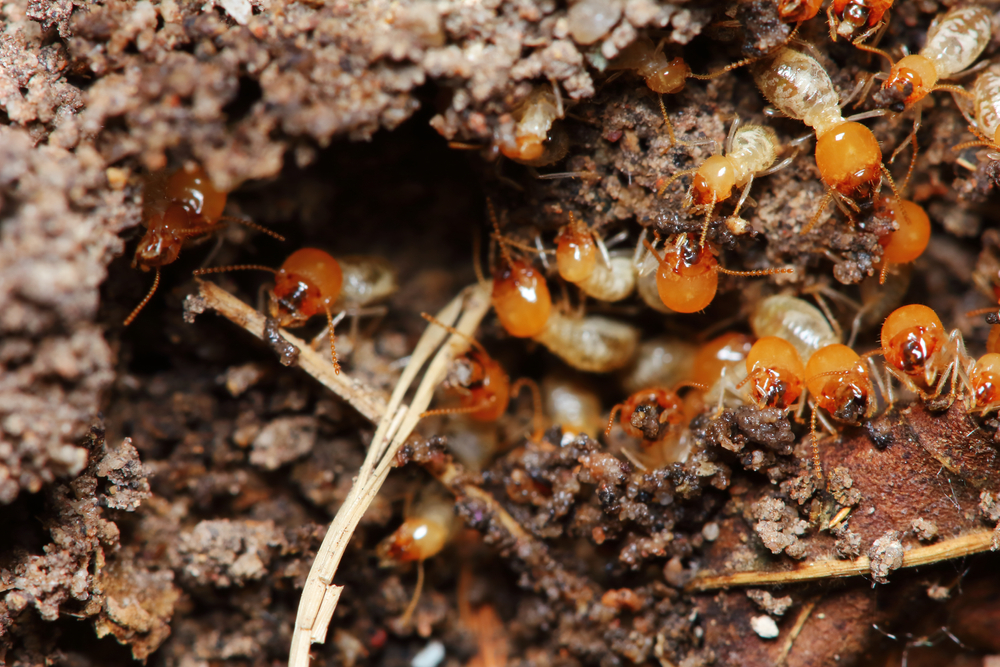 Importance of Timely Pest Inspections