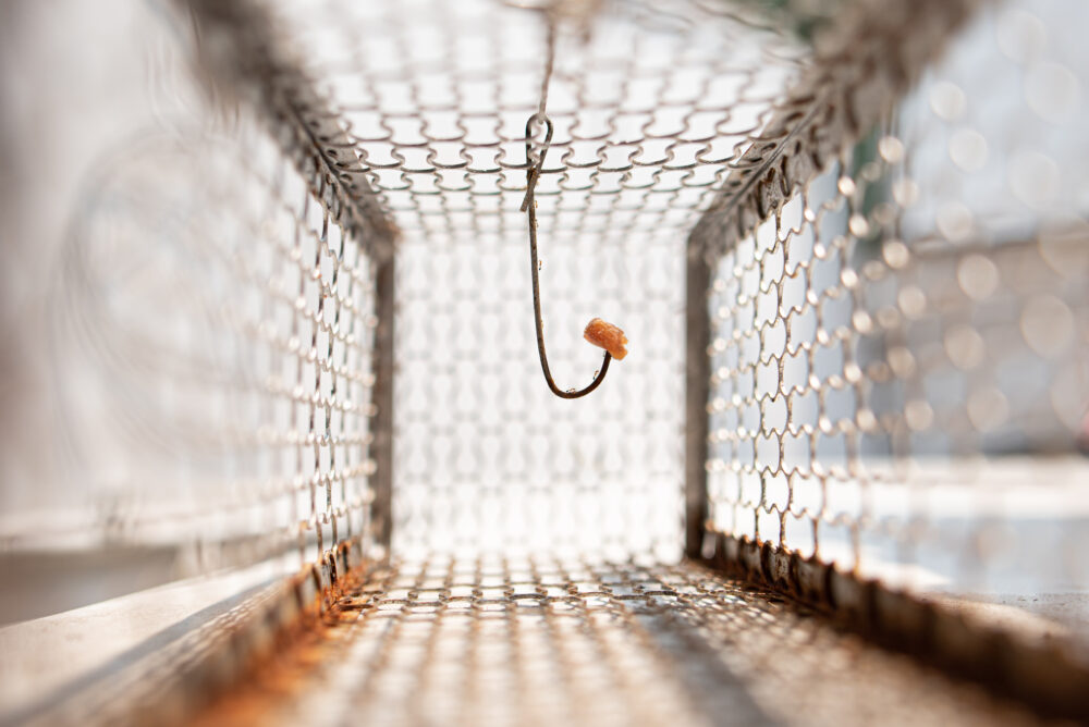 Laying the Trap: Best Practices for Positioning Baits and Monitors