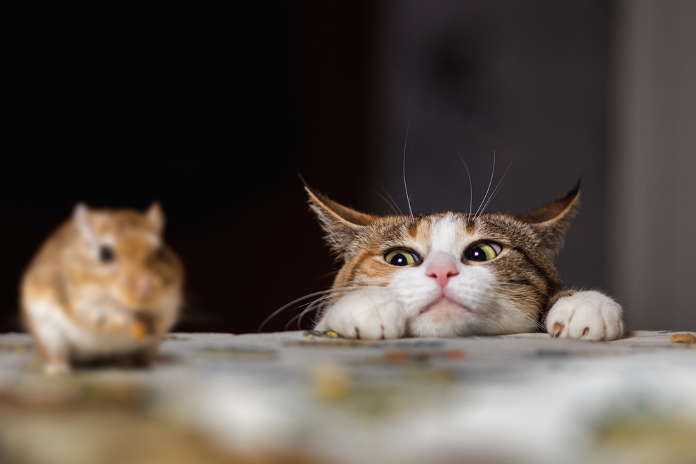 Maintaining a Pet-Friendly and Pest-Free Kitchen