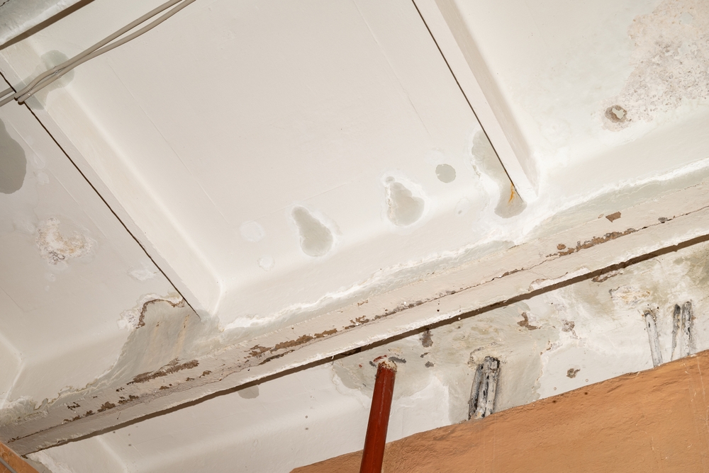 Moisture Matters: Effective Strategies for a Dry and Pest-Free Home