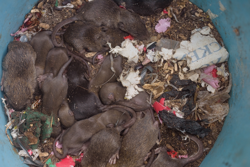 Pest Infestations: Definition and Risks