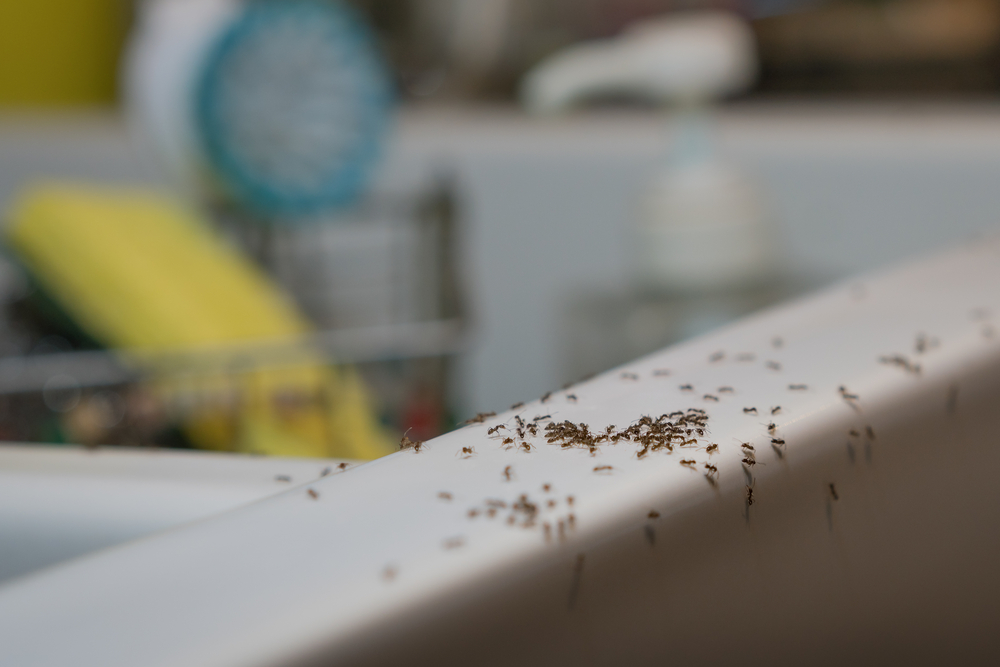 Preventing Future Ant Infestations