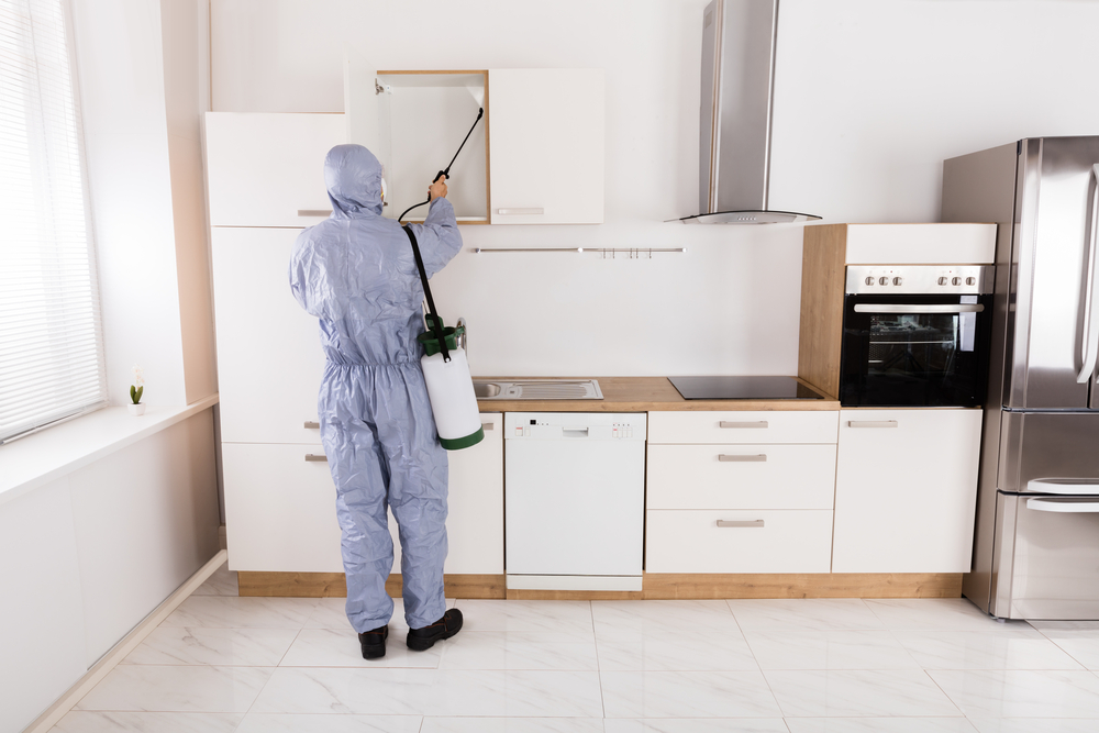 Professional Pest Control Services for Keeping Your Home Dry and Pest-Free